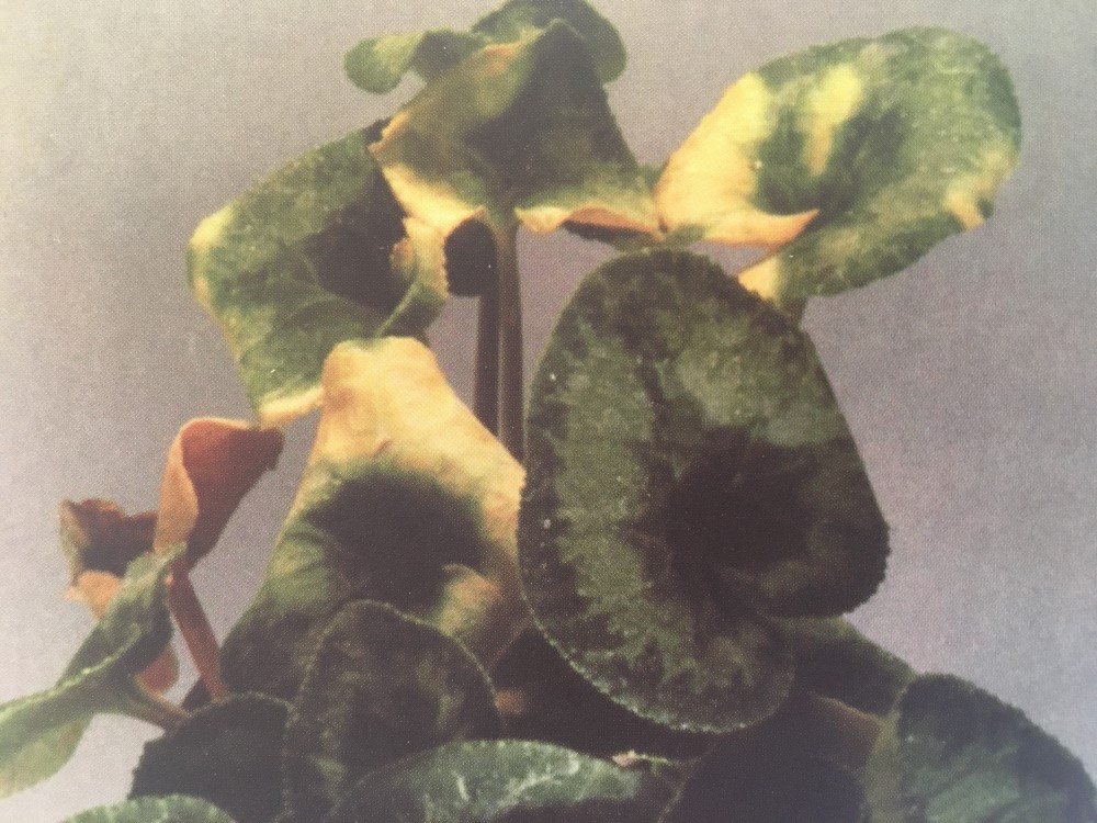 Fusarium wilt on cyclamen. Courtesy and copyright of ADAS Horticulture.